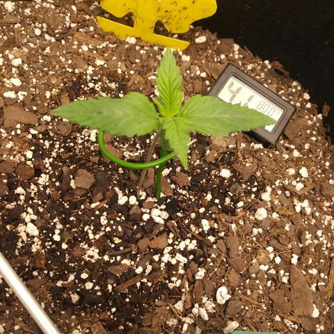 Green Cush growlog timeline photo