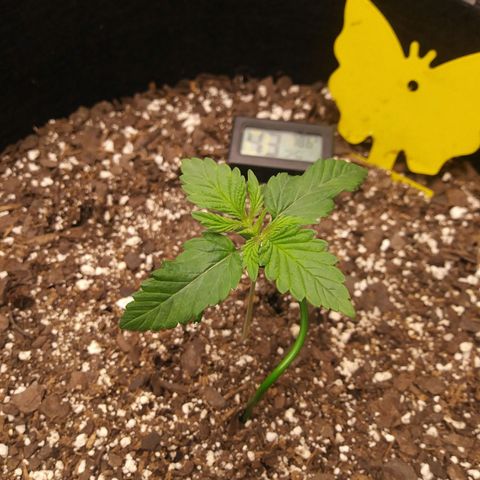 Pineapple Express growlog timeline photo