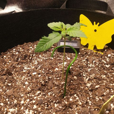 Pineapple Express growlog timeline photo