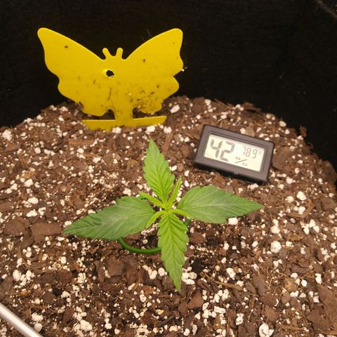 Green Cush growlog timeline photo