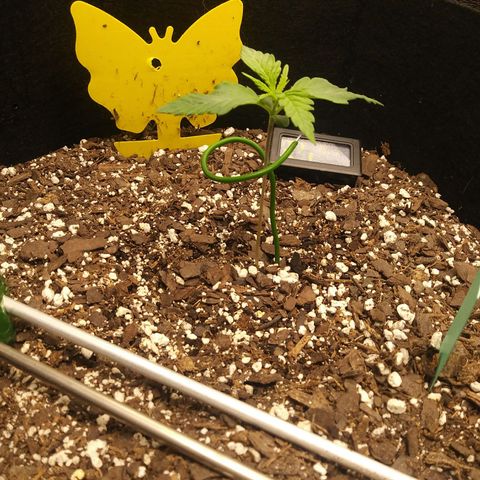 Green Cush growlog timeline photo