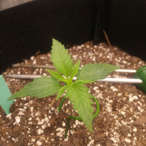 Green Cush growlog timeline photo