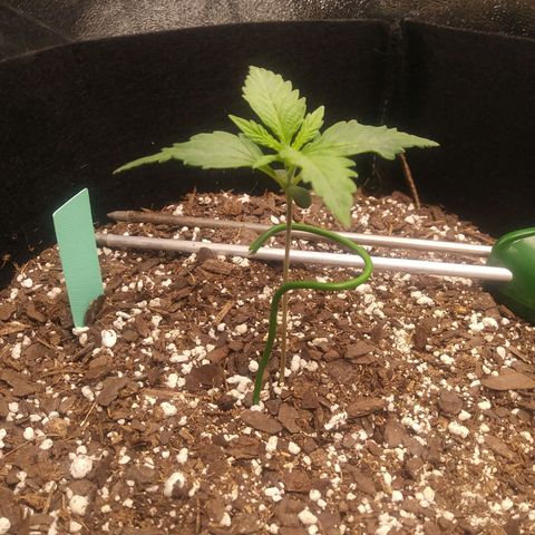 Green Cush growlog timeline photo