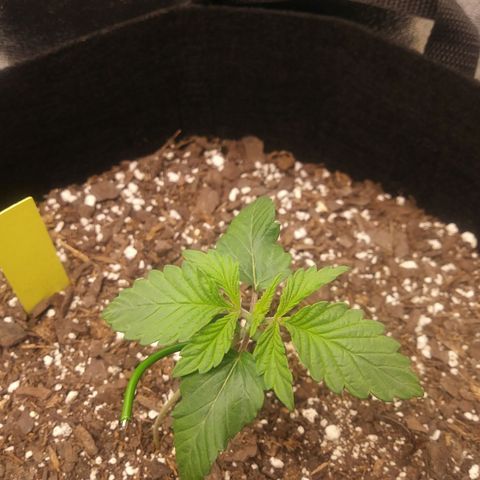 Pineapple Express growlog timeline photo
