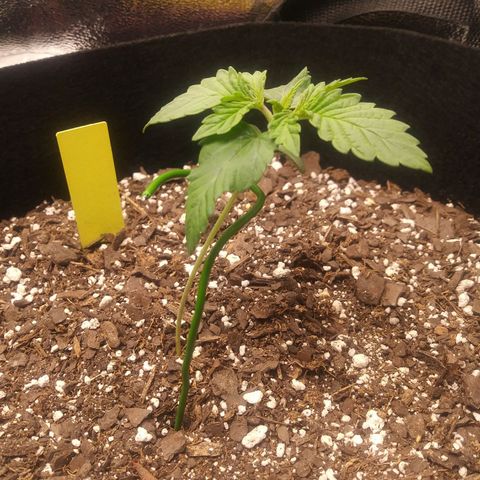Pineapple Express growlog timeline photo