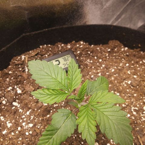 Pineapple Express growlog timeline photo