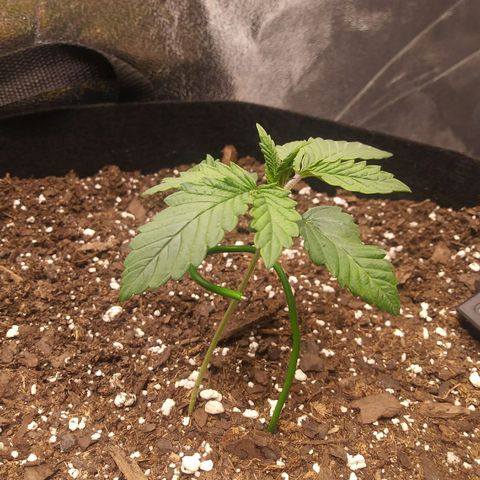 Pineapple Express growlog timeline photo