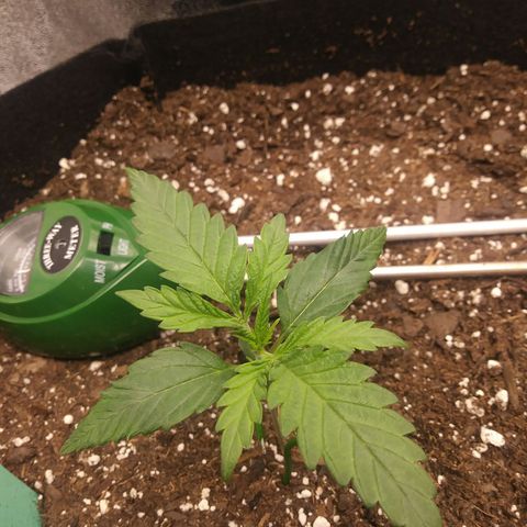 Green Cush growlog timeline photo