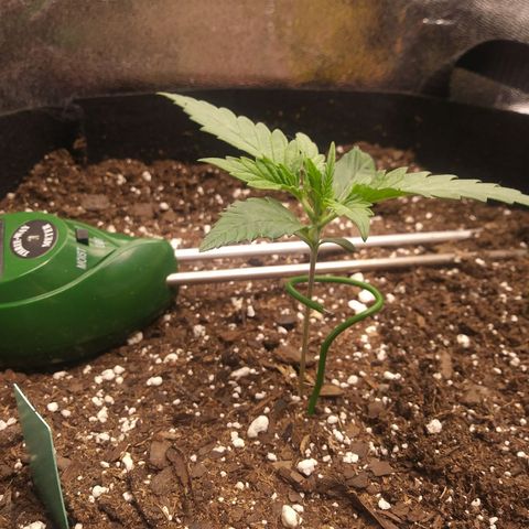 Green Cush growlog timeline photo