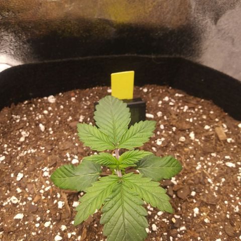 Pineapple Express growlog timeline photo
