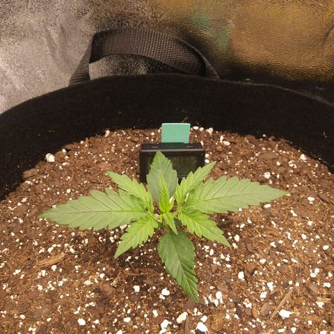 Green Cush growlog timeline photo