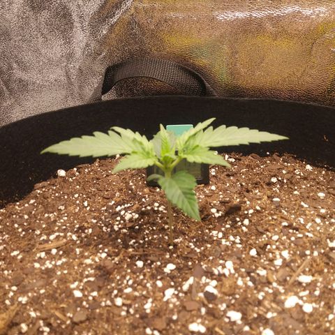 Green Cush growlog timeline photo