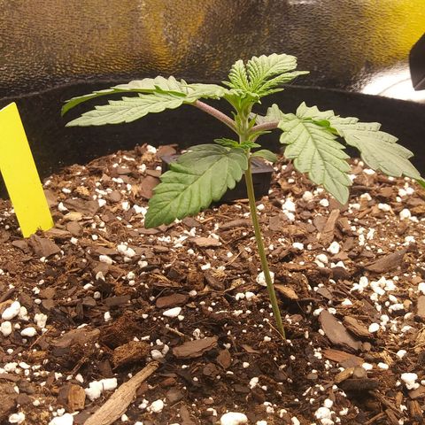 Pineapple Express growlog timeline photo