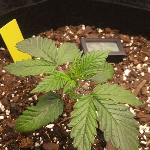 Pineapple Express growlog timeline photo