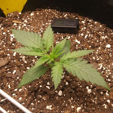 Green Cush growlog timeline photo