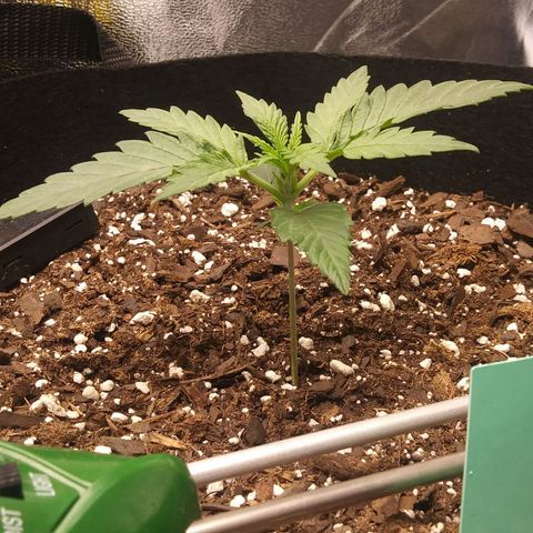 Green Cush growlog timeline photo