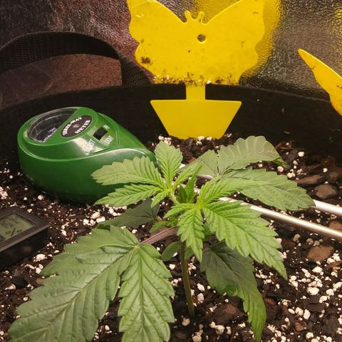Pineapple Express growlog timeline photo