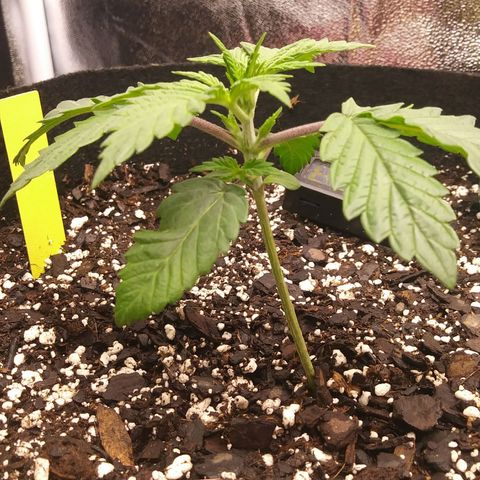 Pineapple Express growlog timeline photo