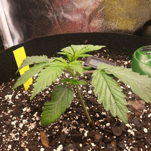Pineapple Express growlog timeline photo