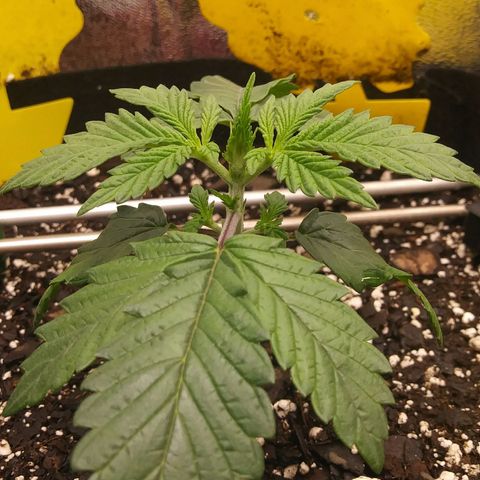 Pineapple Express growlog timeline photo