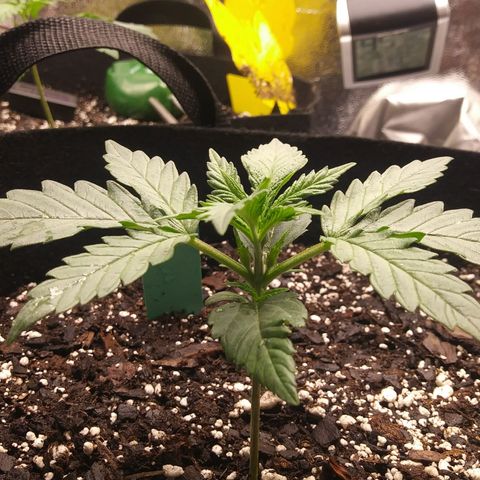 Green Cush growlog timeline photo