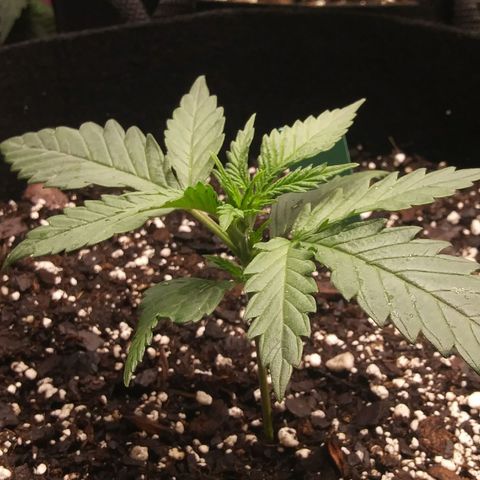 Green Cush growlog timeline photo