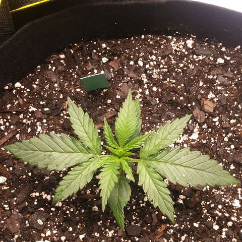 Green Cush growlog timeline photo