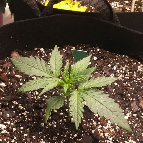 Green Cush growlog timeline photo