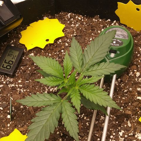Green Cush growlog timeline photo