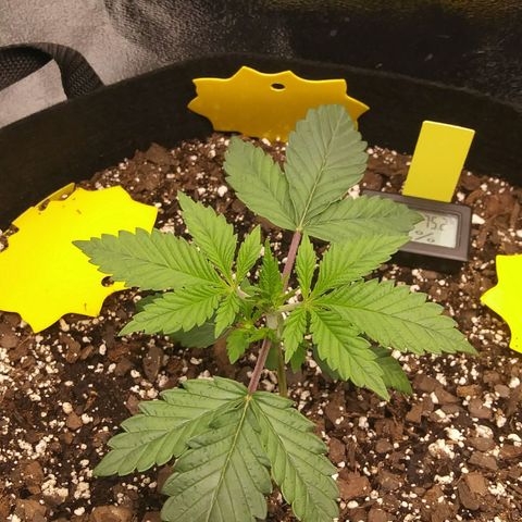 Pineapple Express growlog timeline photo