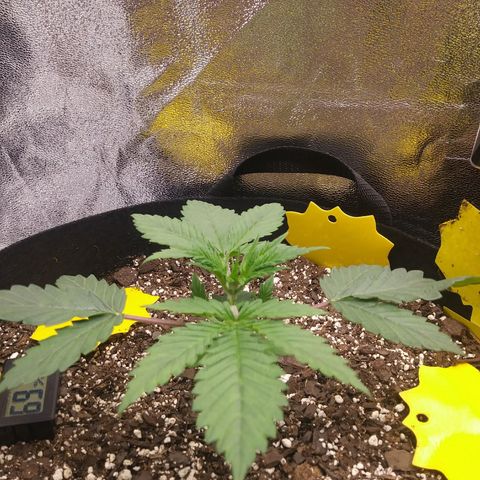 Pineapple Express growlog timeline photo