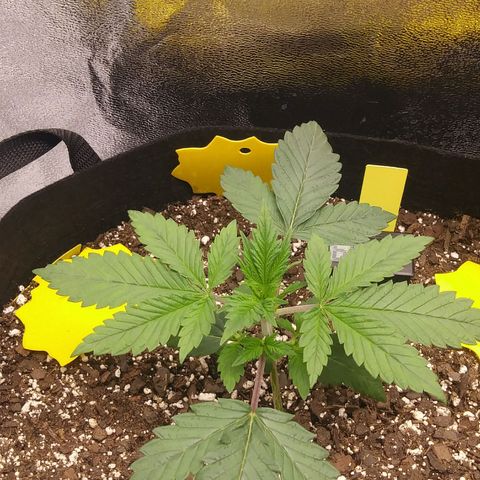Pineapple Express growlog timeline photo