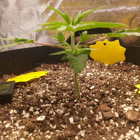 Pineapple Express growlog timeline photo