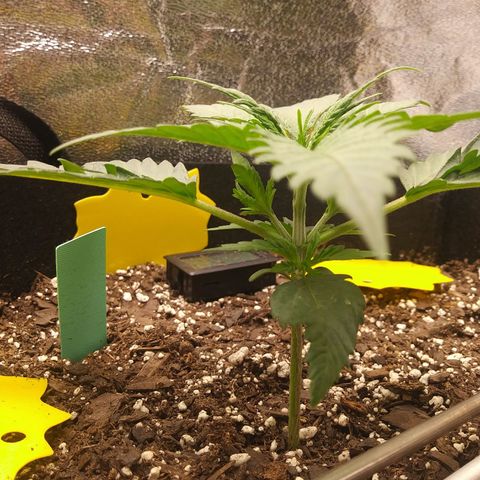 Green Cush growlog timeline photo