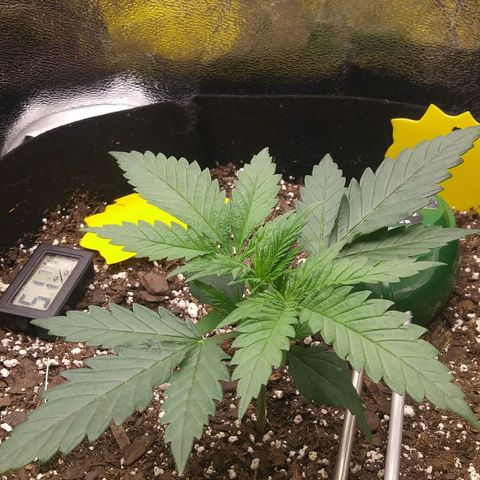 Green Cush growlog timeline photo
