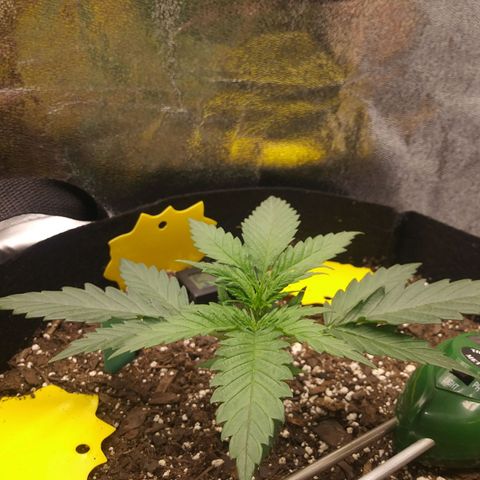 Green Cush growlog timeline photo
