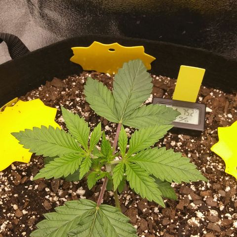 Pineapple Express growlog timeline photo
