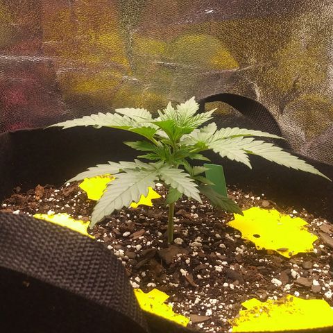 Green Cush growlog timeline photo