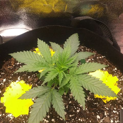 Green Cush growlog timeline photo
