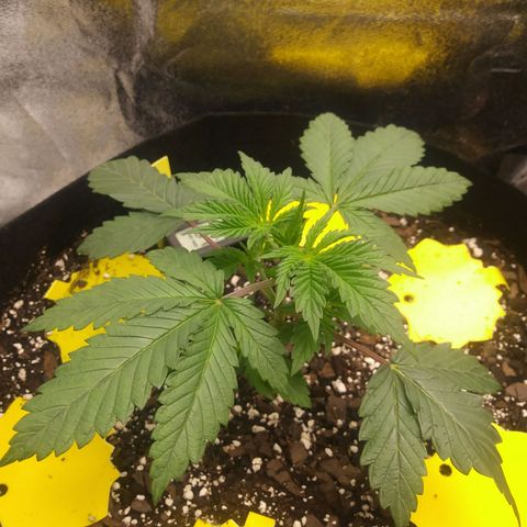 Pineapple Express growlog timeline photo