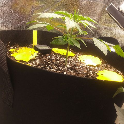 Pineapple Express growlog timeline photo