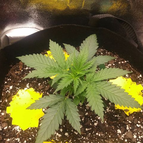 Pineapple Express growlog timeline photo