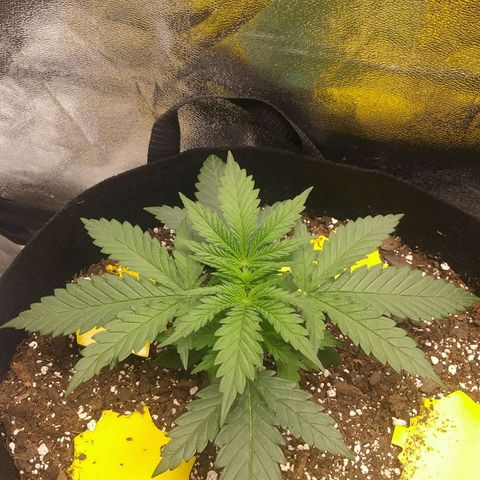 Green Cush growlog timeline photo