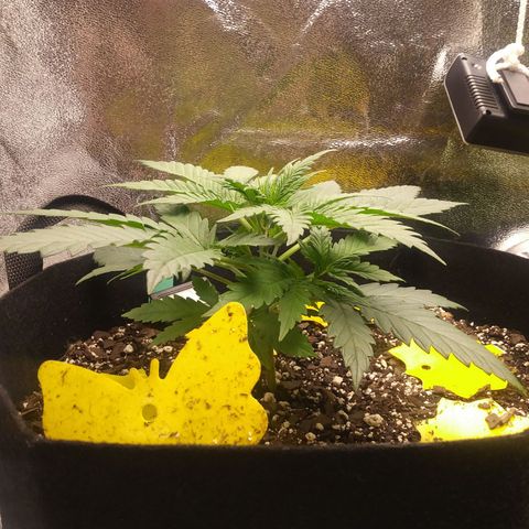Green Cush growlog timeline photo