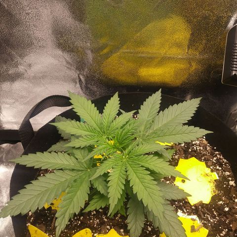 Green Cush growlog timeline photo