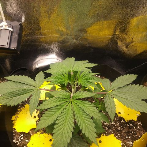 Pineapple Express growlog timeline photo
