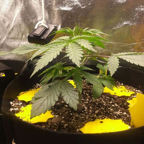 Pineapple Express growlog timeline photo