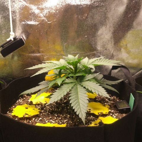 Green Cush growlog timeline photo