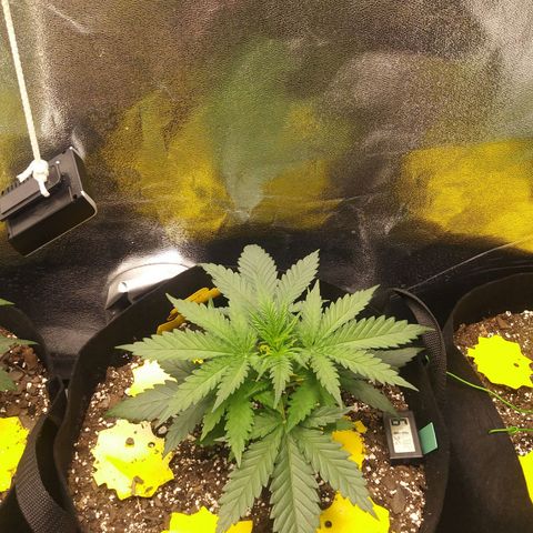Green Cush growlog timeline photo