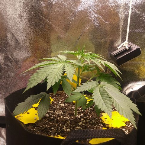 Pineapple Express growlog timeline photo